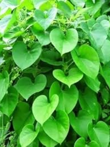 SEENDHIL POWDER(சீந்தில் பொடி)